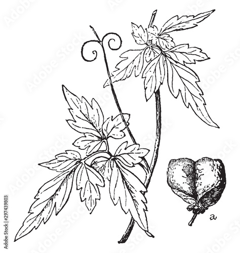 Balloon Vine vintage illustration.