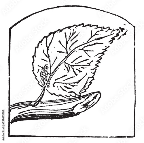 Leaf vintage illustration.