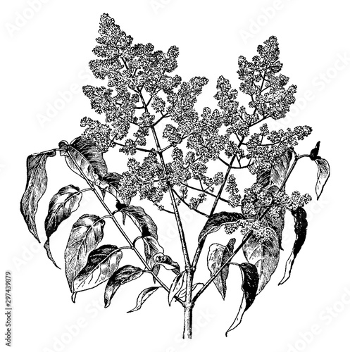 Syringa Japonica vintage illustration.