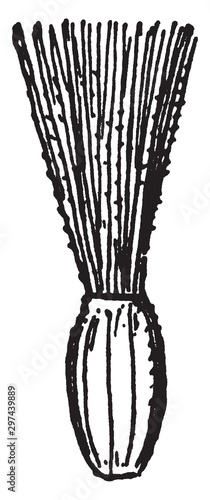 Cysela (Inferior Achene) vintage illustration.