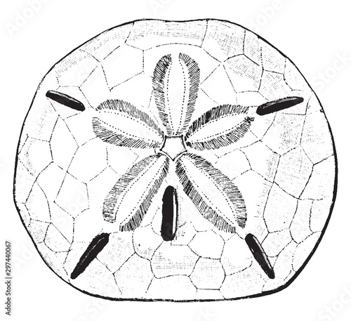 Keyhole Urchin, vintage illustration.