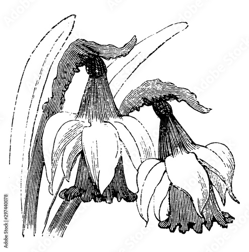 Narcissus Pseudo-Narcissus Minor Nanus vintage illustration.