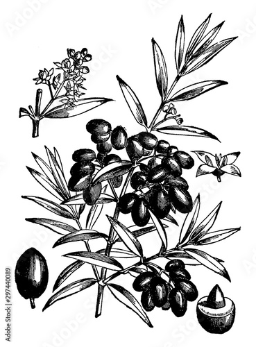 Olive Tree vintage illustration. photo