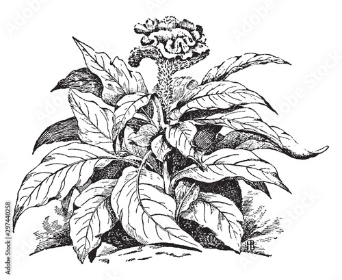 Celosia Cristata vintage illustration.