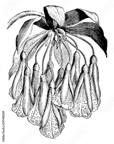 Bomarea, Oligantha, flower, sepal, petal, funnel vintage illustration. photo