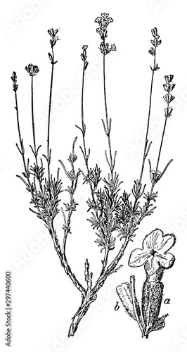 flower, calyx, Lavandula, Angustifolia, lavender vintage illustration.
