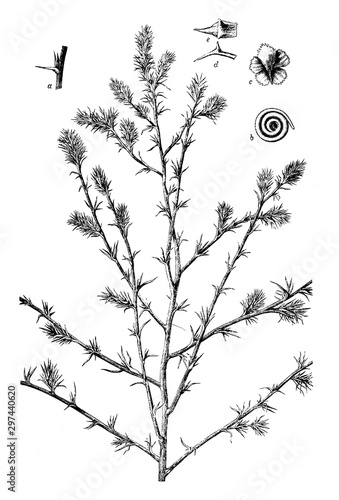 Saltwort (salsola kali var. tragus) vintage illustration. photo