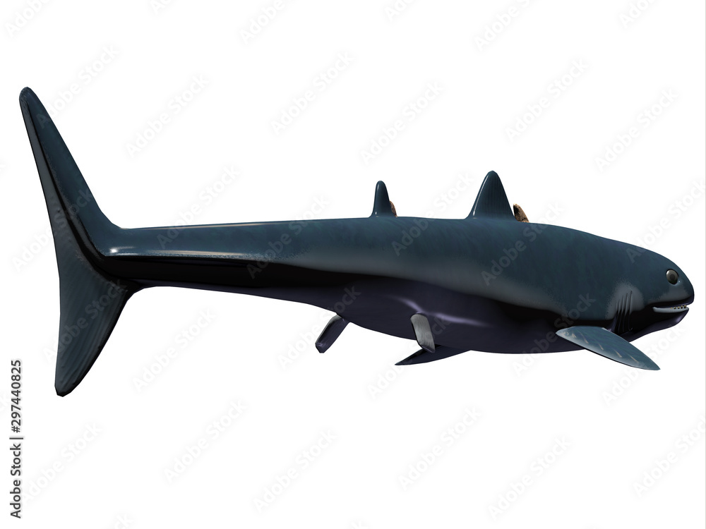 Obraz premium Cladoselache Shark Tail - Cladoselache was a carnivorous shark that lived in North America during the Devonian Period.