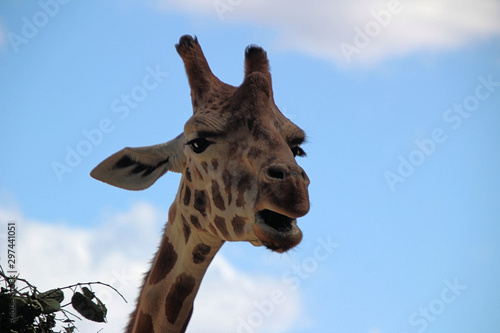 Photography Giraffe Feeding Time at the Zoo