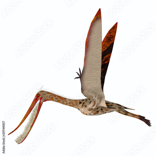 Pterodaustro Pterosaur Wings Up - Pterodaustro was a carnivorous predatory bird that lived in South America during the Cretaceous Period. photo