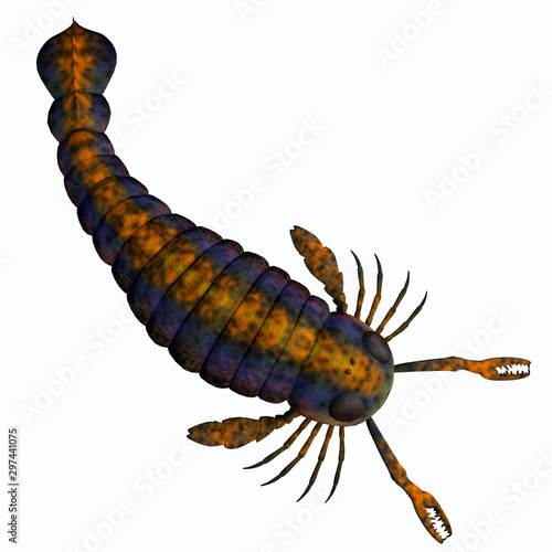 Pterygotus Scorpion Tail - Pterygotus was a carnivorous marine arthropod that lived in seas of the Silurian and Devonian Periods. photo