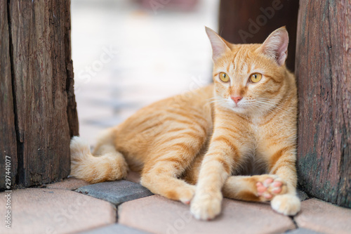 Close-up of ginger tabby cat sitting on the floor and looking for something.