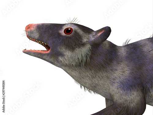 Purgatorius Primate Head - Purgatorius was a proto-primate that lived in Montana, North America during the Cretaceous Period. photo