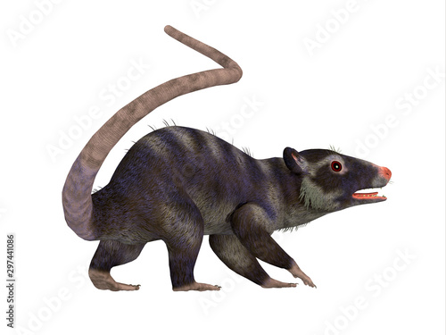 Purgatorius Primate Tail - Purgatorius was a proto-primate that lived in Montana, North America during the Cretaceous Period. photo