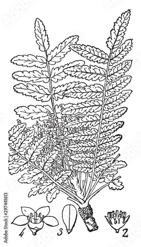 Frankincense vintage illustration.