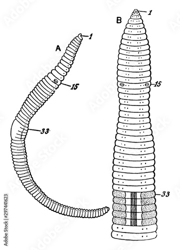 Lumbricus Agricola, vintage illustration.