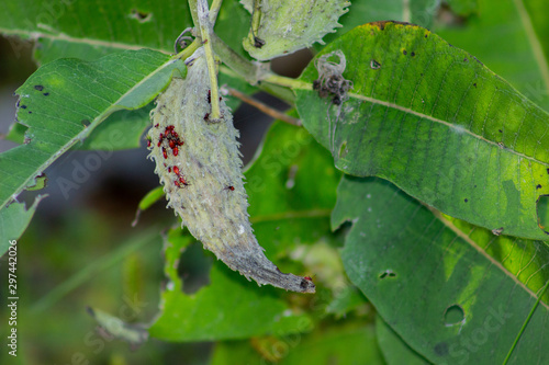 Red bugs on the seed pod of a milkweed plant