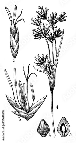 The Twig Rush vintage illustration.