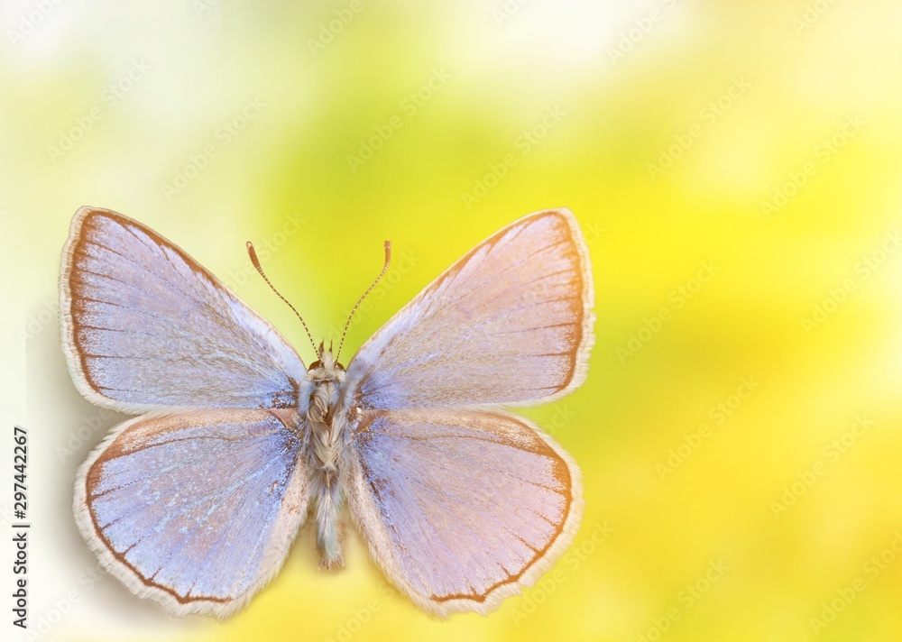 Fototapeta premium Cute butterfly animal on background