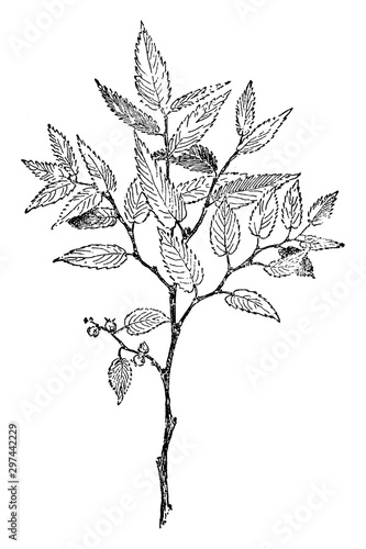 Zelkova Serrata vintage illustration.