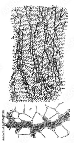 Root Vessels vintage illustration.