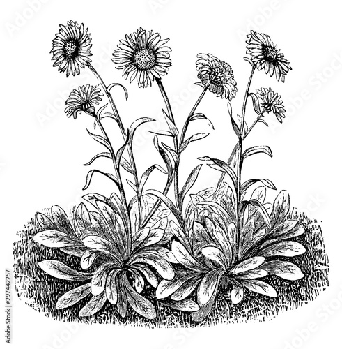 Aster Alpinus vintage illustration.