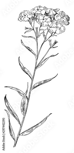 Downy Phlox vintage illustration.