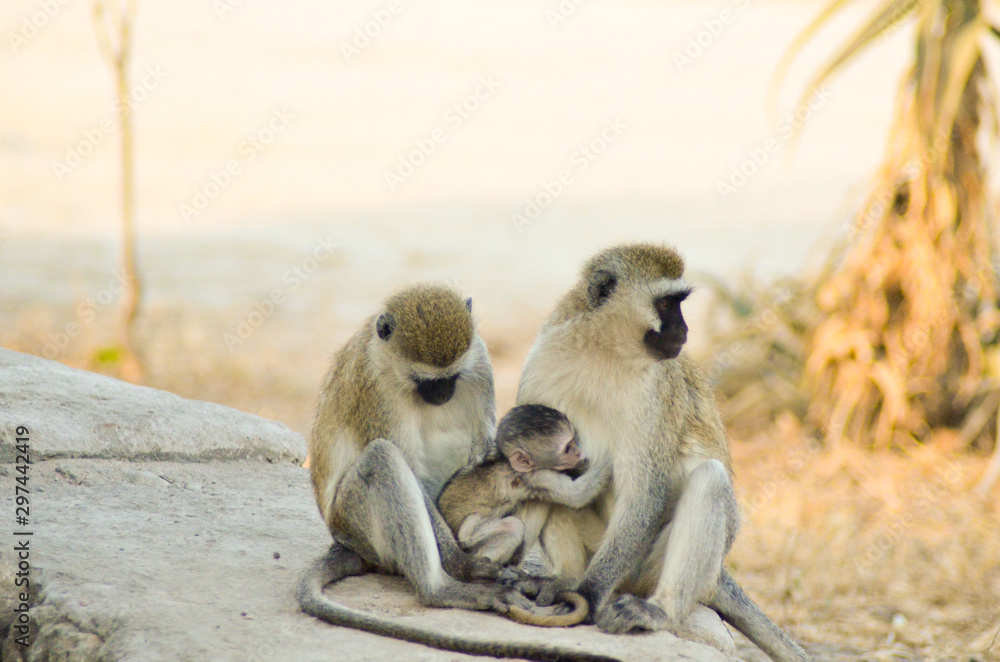A baby monkey breast feeds on its mother while sitting in the lap of another monkey in Tarangire National Park in Tanzania, Africa