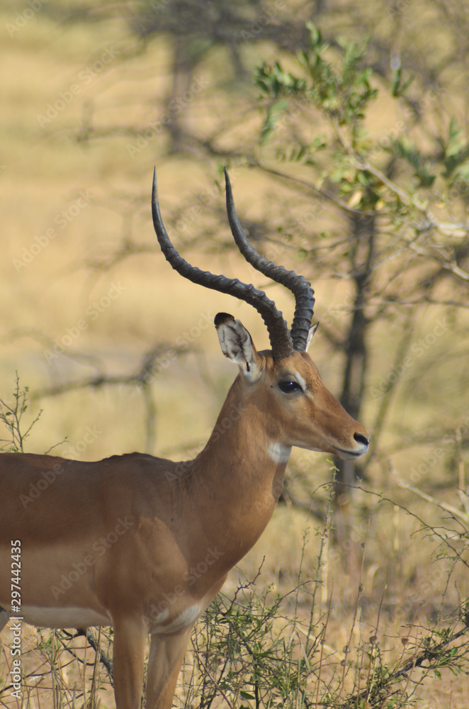 Close-up profile of an adult impala with curvy horns in Tarangire National Park, Tanzania, Africa; vertical image Close-up profile of an adult impala with curvy horns in Tarangire National Park, Tanzania, Africa; vertical image