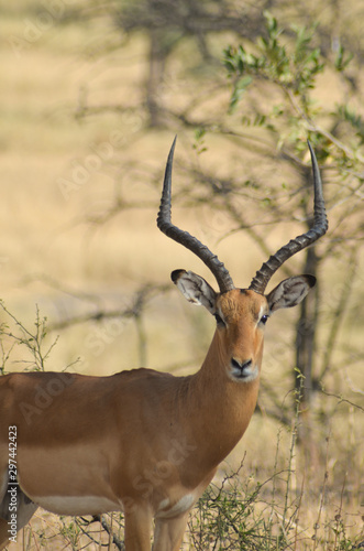 Close-up of a male impala with large horns staring at the camera in Tarangire National Park in Tanzania, Africa