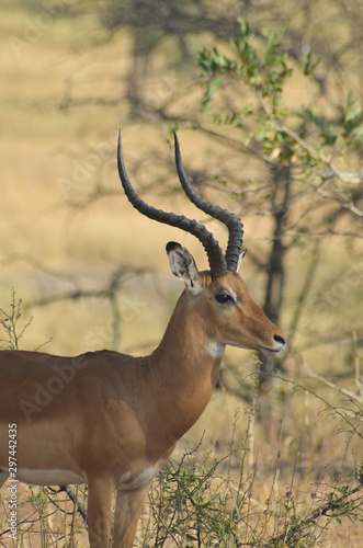 Close-up profile of an adult impala with curvy horns in Tarangire National Park, Tanzania, Africa; vertical image