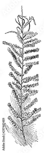 Dilleniid, dicot, genus, Tamarix, Parviflora, Tamarix vintage illustration.