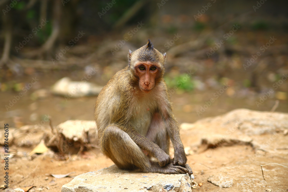 Monkey sitting on the ground in the forest looking forward