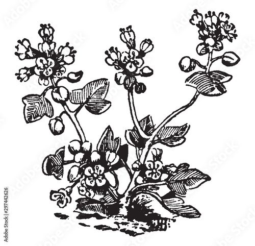Cochlearia Danica vintage illustration.