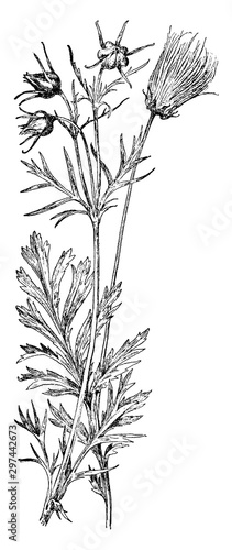 Long-Plumed Avens vintage illustration.