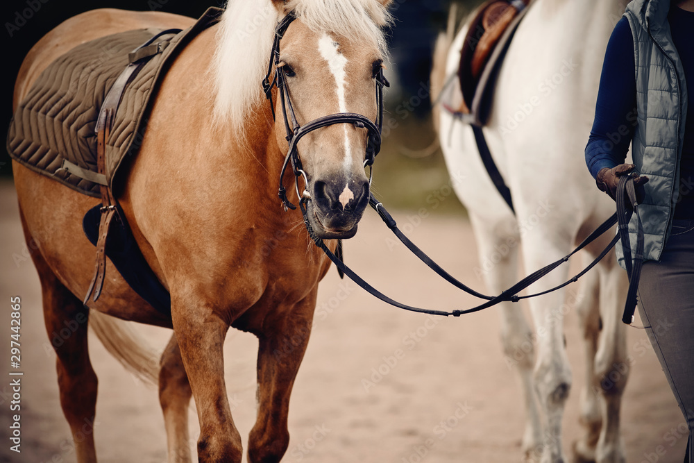 Pony with a white mane in the bridle.