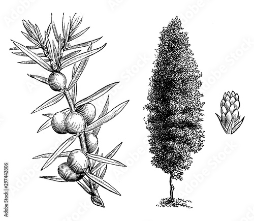 Habit, Fruiting Branchlet, and Young Female Cone of Juniperus Communis Hibernica vintage illustration.