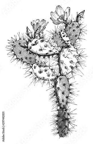 Flowering Branch of Optunia Multiflora vintage illustration.