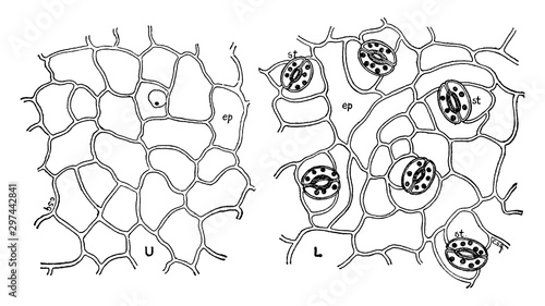 Leaf Epidermis vintage illustration.