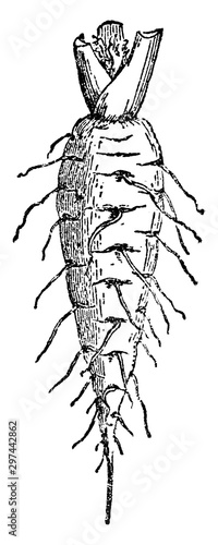 Carrot vintage illustration.