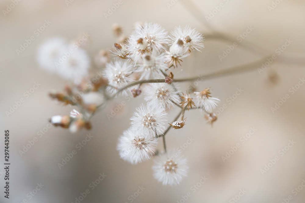 Grass flowers background Grass flowers background
