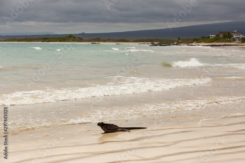 Huge male marine iguana seen crawling out of the sea to a beautiful sand beach with homes and mountains in the background, Puerto Villamil, Isabela Island, Galapagos, Ecuador photo