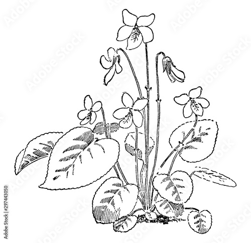 Blanda, herb, herbaceous, plant, viola vintage illustration.