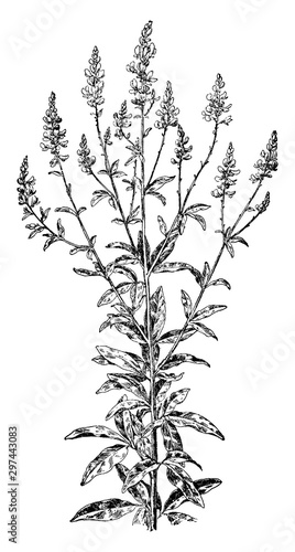 Canadian Tick Trefoil vintage illustration.