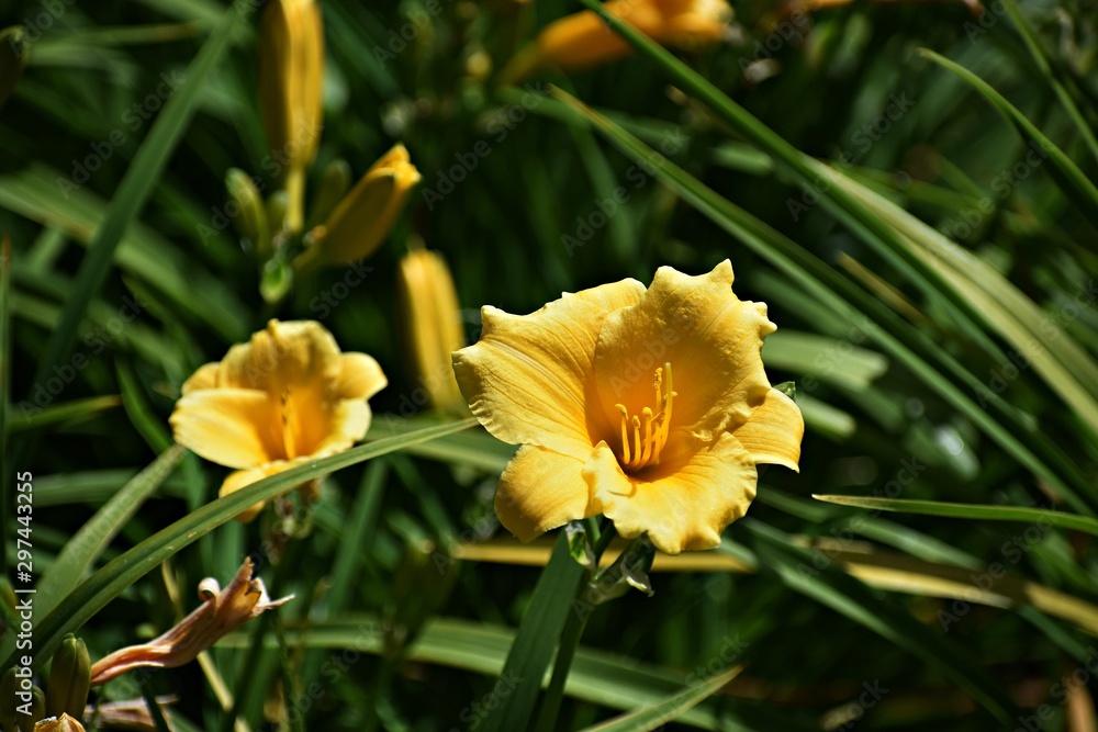 Fototapeta premium Daylily flowers in the park. Daylily is a flowering plant in the genus Hemerocallis, family: Asphodelaceae.