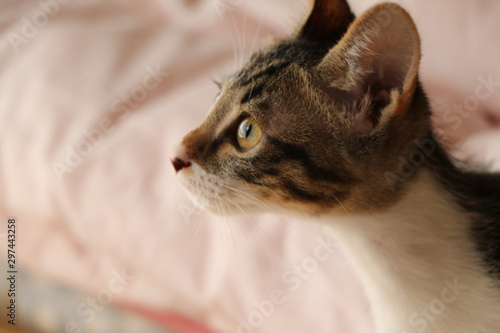 子猫005
