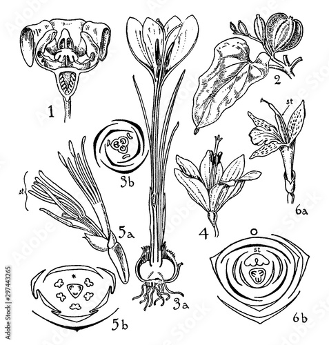 Taccaceae, Dioscoreaceae, Iridaceae, Musaceae, and Zingiberaceae Orders vintage illustration. photo