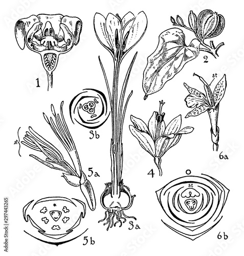 Taccaceae, Dioscoreaceae, Iridaceae, Musaceae, and Zingiberaceae Orders vintage illustration.