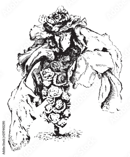 Brussels Sprouts vintage illustration.