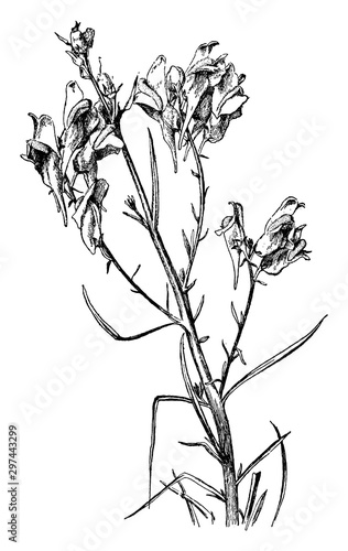 Blooming, Toad, flax, Linaria, vulgaris, normal, some, abnormal, flowers, spurs vintage illustration.